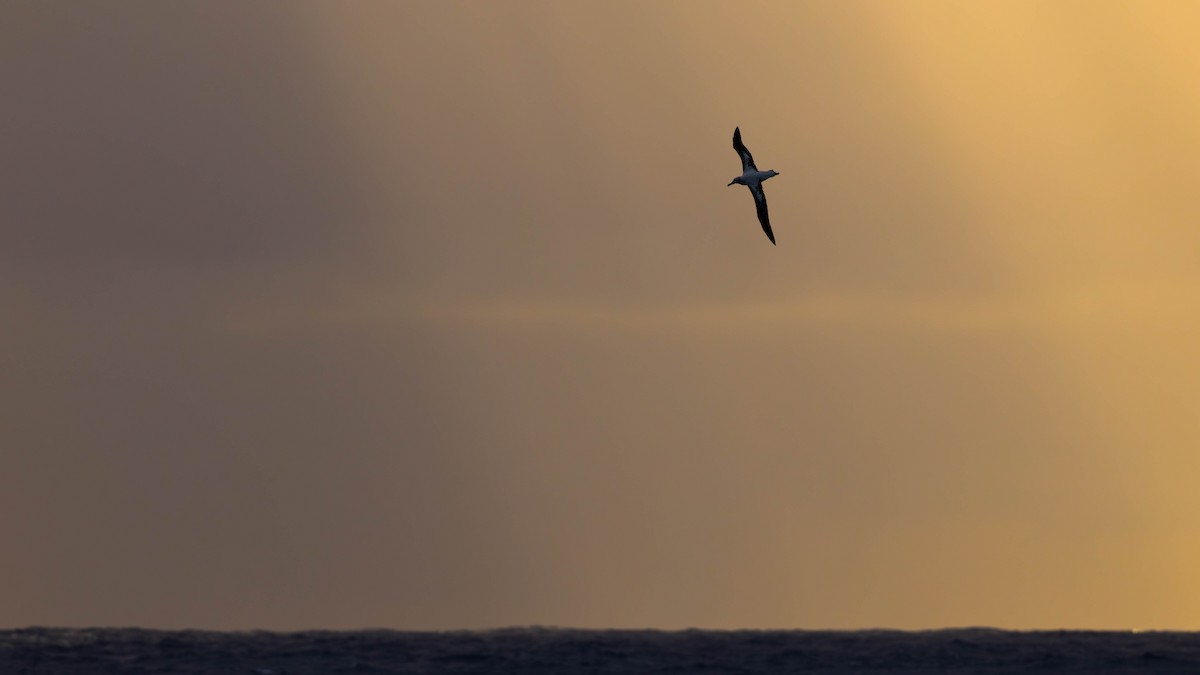 Snowy/Tristan/Antipodean Albatross - ML644934636