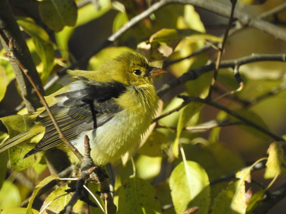 Scarlet Tanager - ML644934638