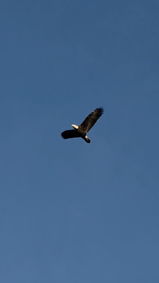 Bald Eagle - ML644934641