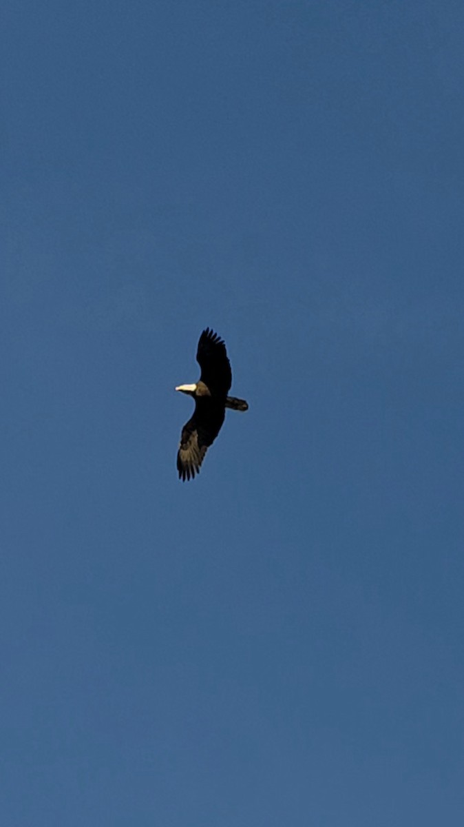 Bald Eagle - ML644934642