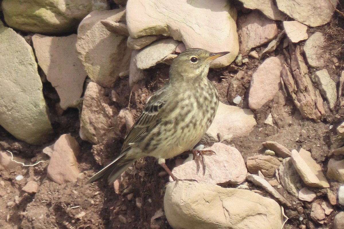 Bisbita Costero - ML644934643