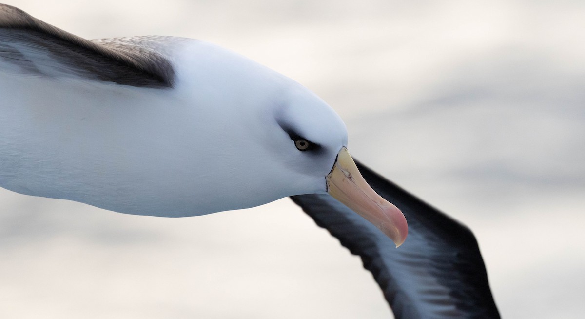 Black-browed Albatross (Campbell) - ML644934650