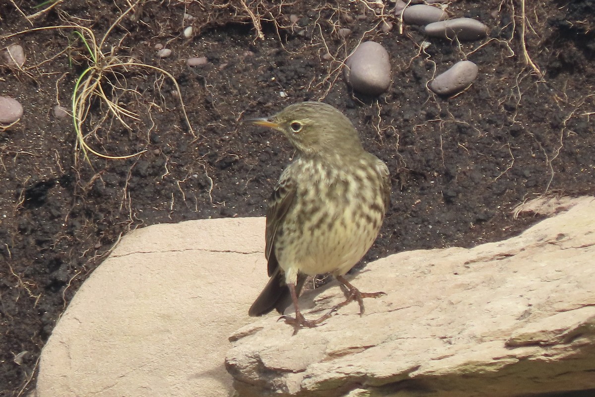 Bisbita Costero - ML644934653