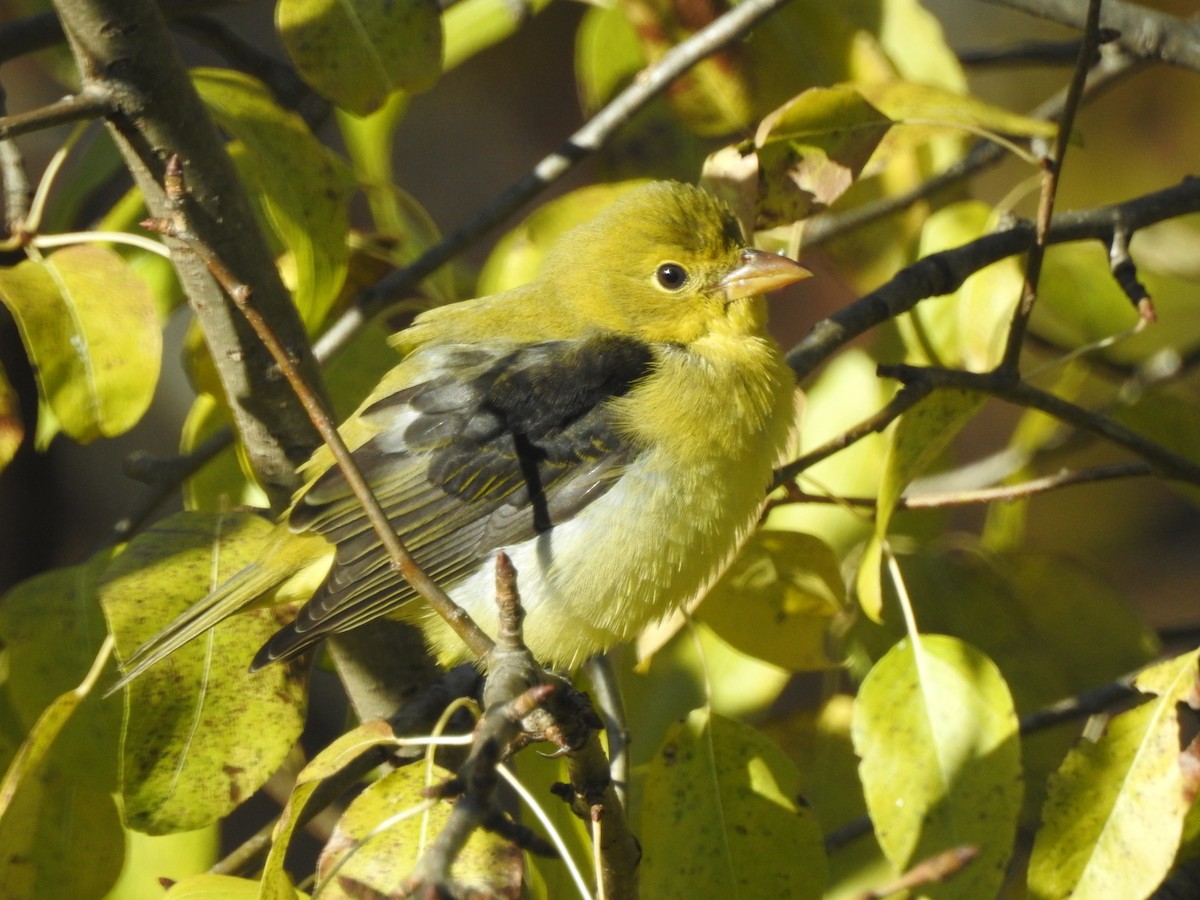 Scarlet Tanager - ML644934659