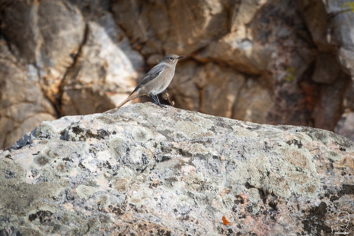 Black Redstart - ML644934661