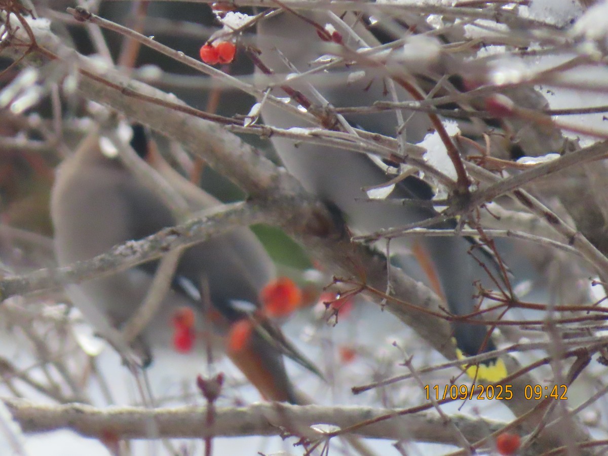 Seidenschwanz - ML644934670