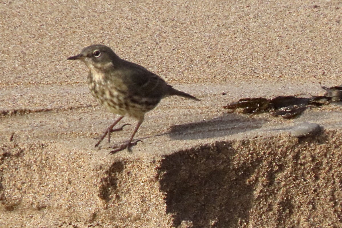 Bisbita Costero - ML644934686