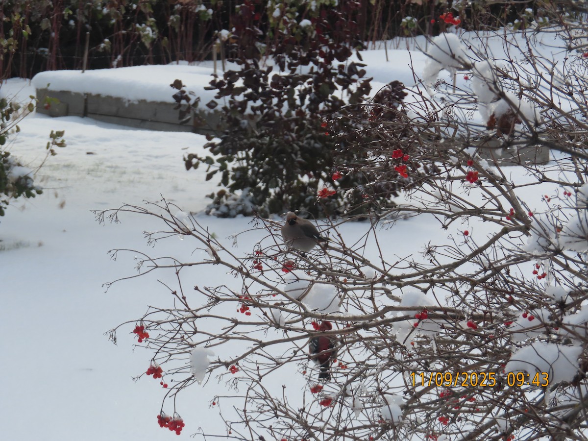 Bohemian Waxwing - ML644934687
