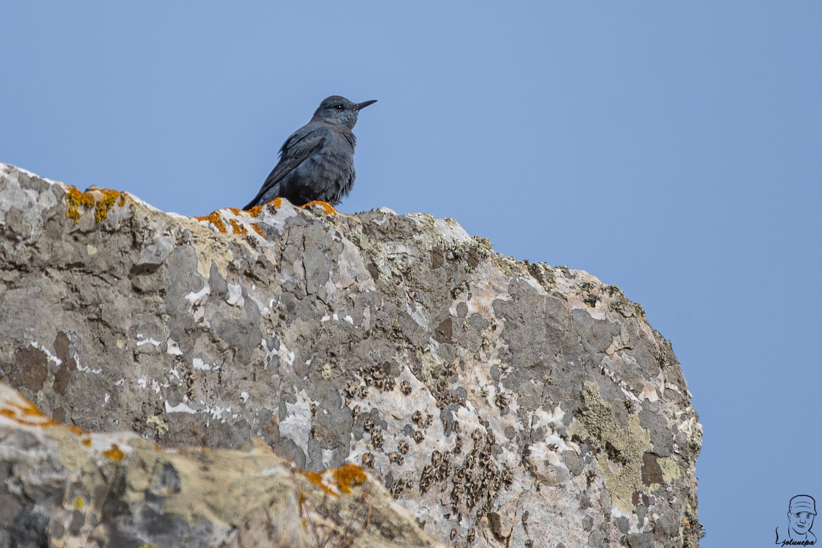 Blue Rock-Thrush - ML644934688