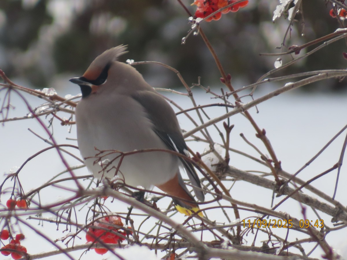 Bohemian Waxwing - ML644934689