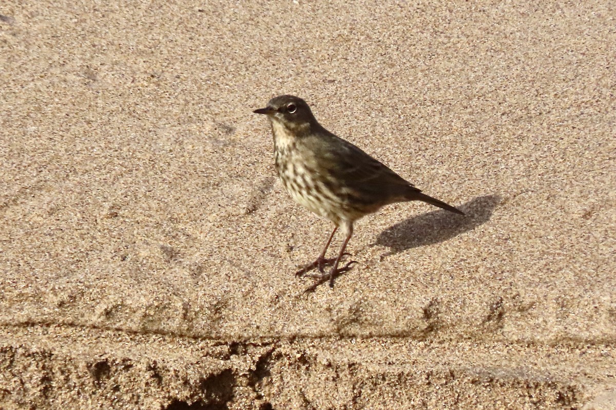 Bisbita Costero - ML644934690