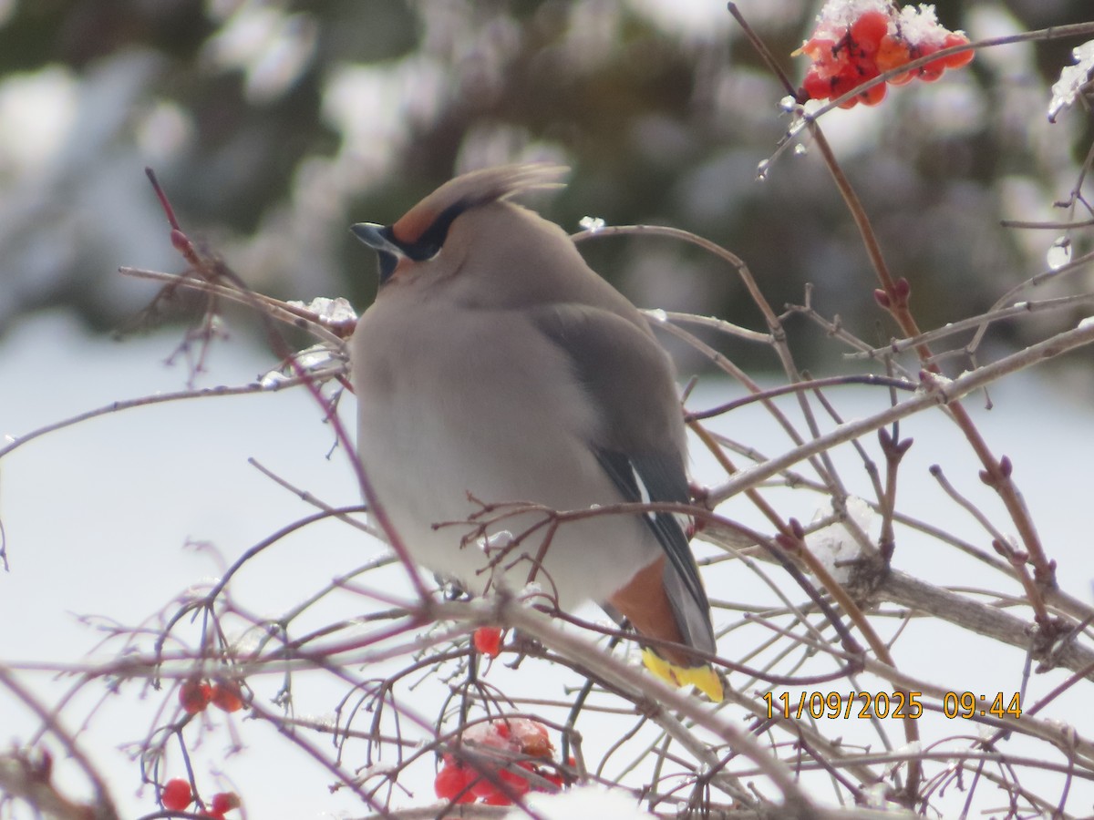 Bohemian Waxwing - ML644934694