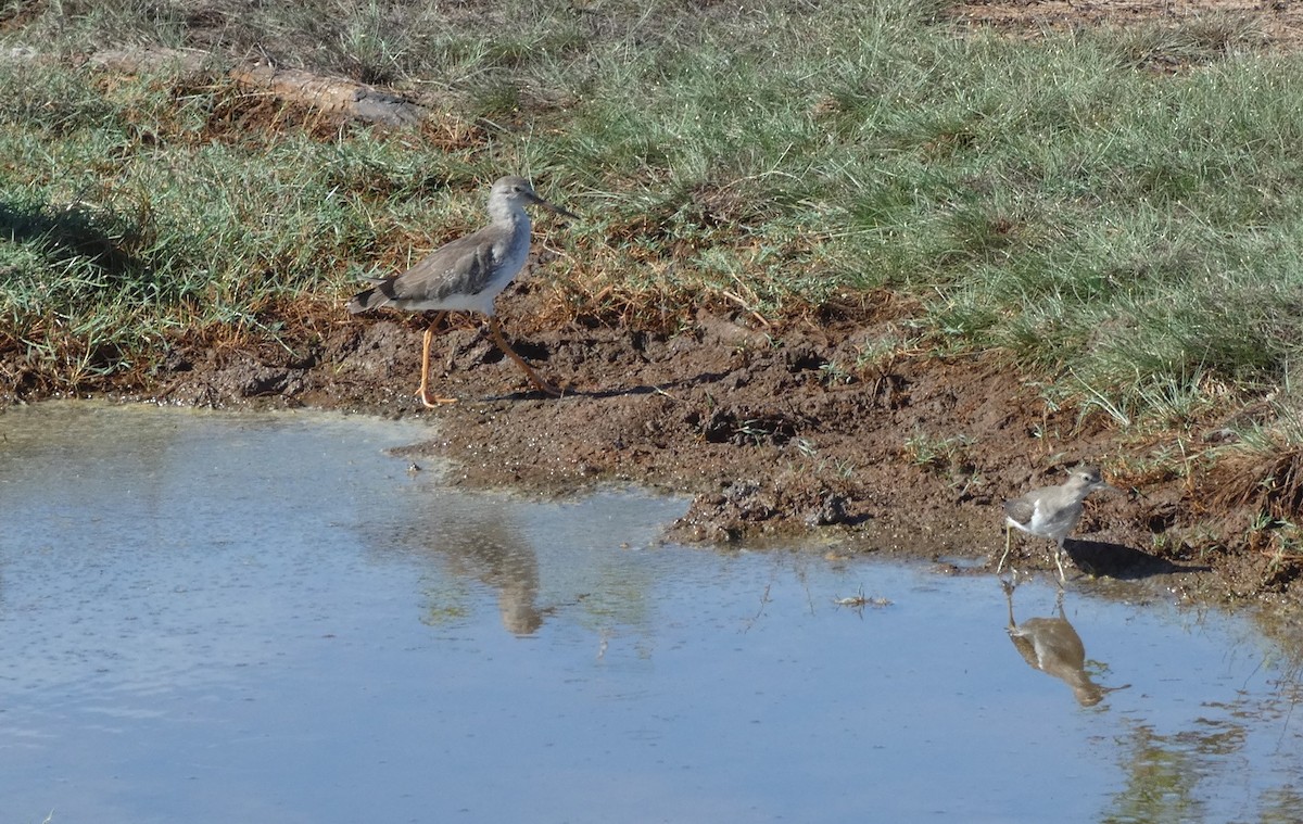 赤足鷸 - ML644934699