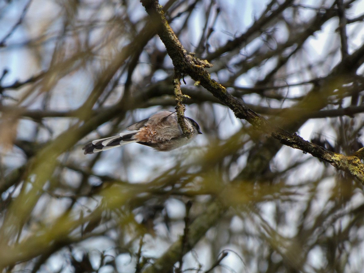 Long-tailed Tit - ML644934715