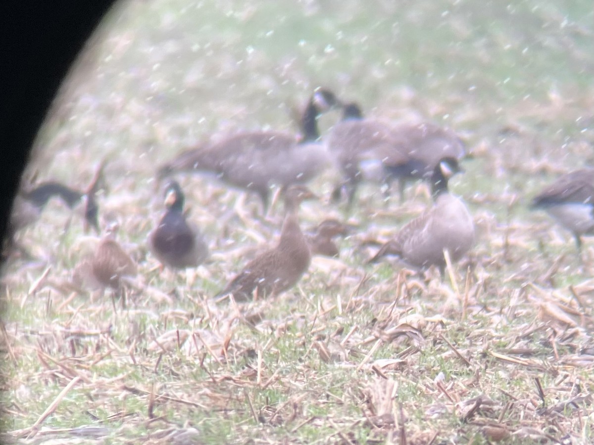 Cackling Goose - ML644934717