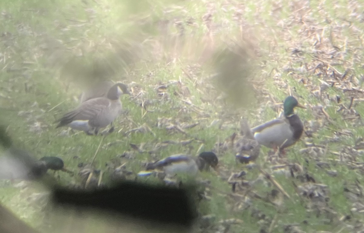 Cackling Goose - ML644934718