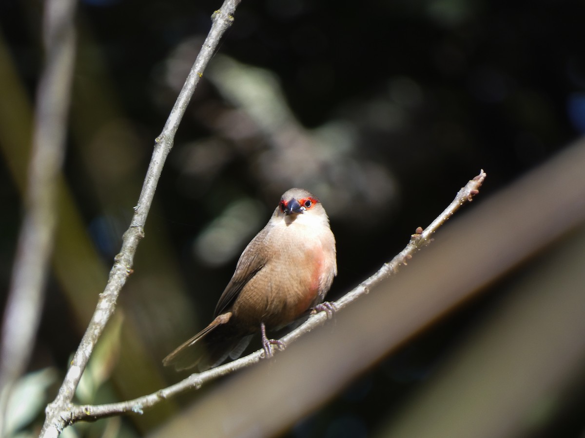 Common Waxbill - ML644934724