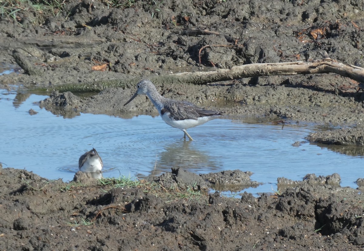 青足鷸 - ML644934731