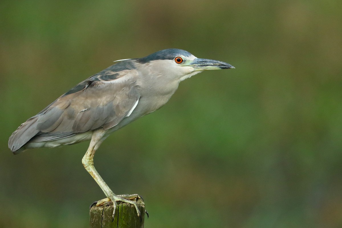 Black-crowned Night Heron - ML644934742