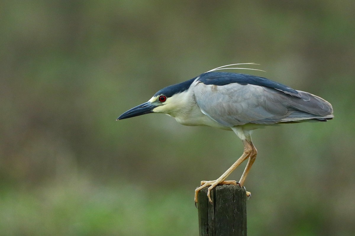 Black-crowned Night Heron - ML644934760