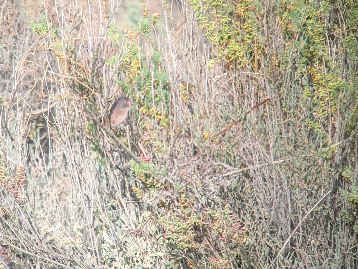 Etze-txinboa - ML644934761