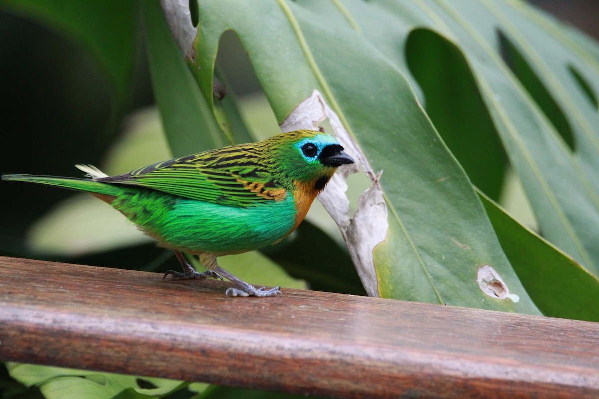 Tangara de Desmarest - ML644934767