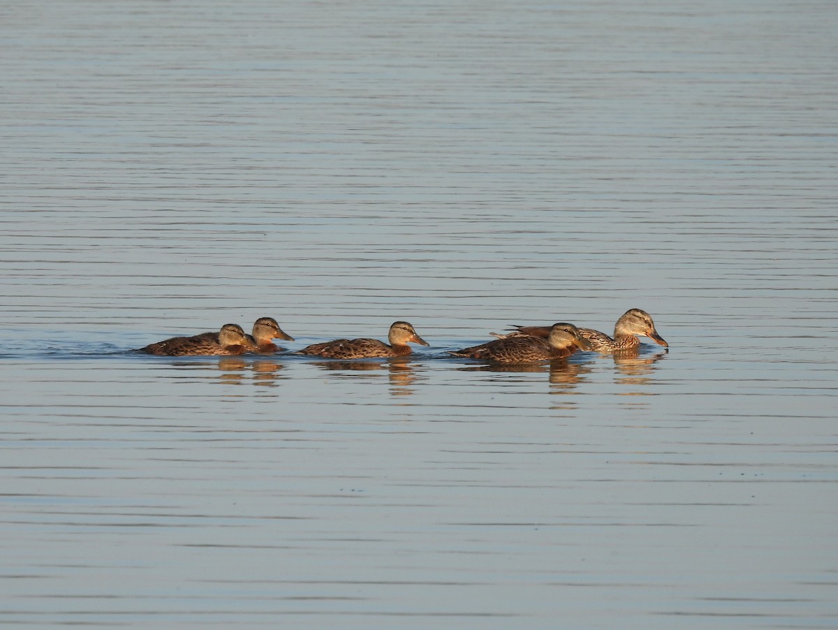 綠頭鴨 - ML644934774