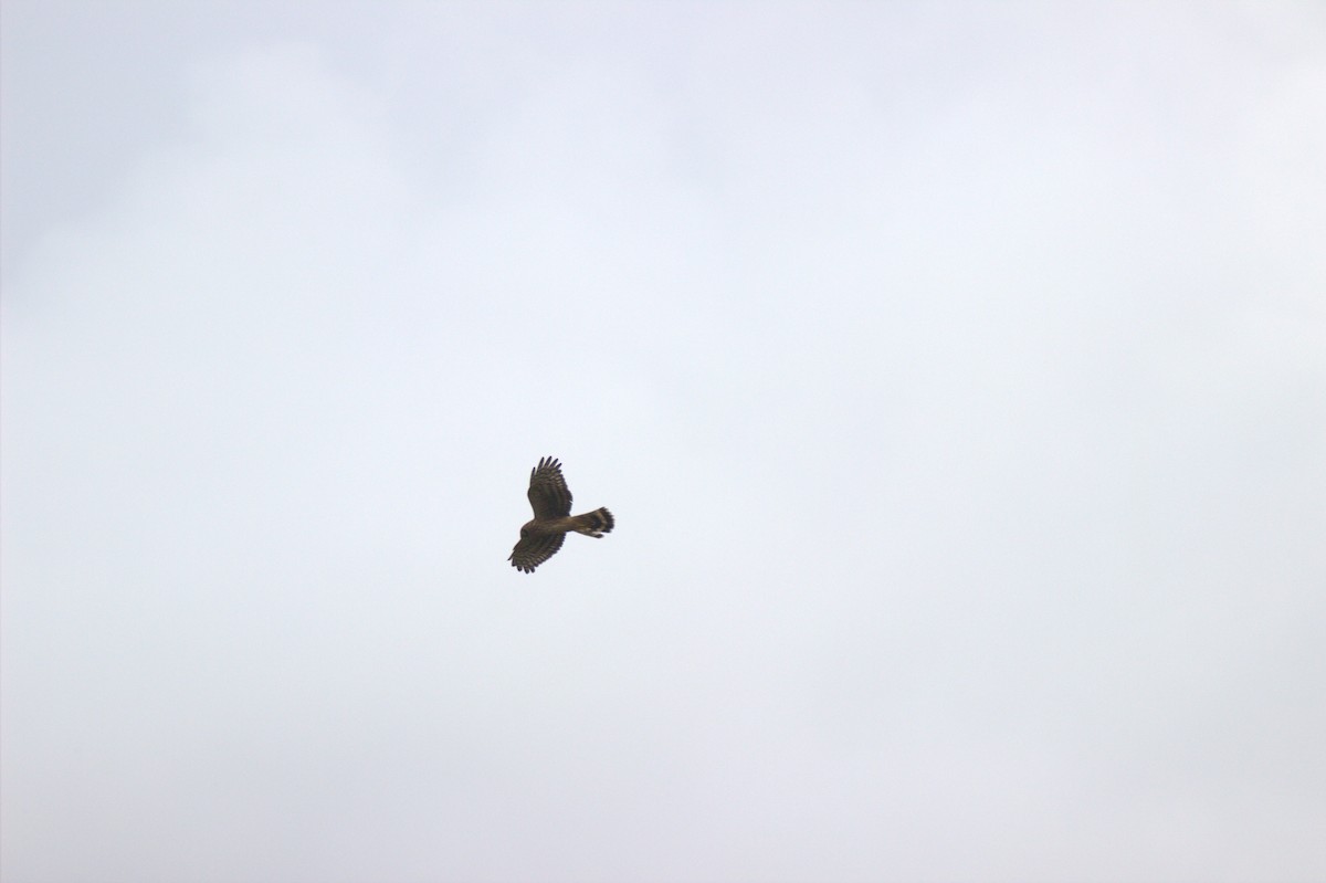 Hen Harrier - ML644934792