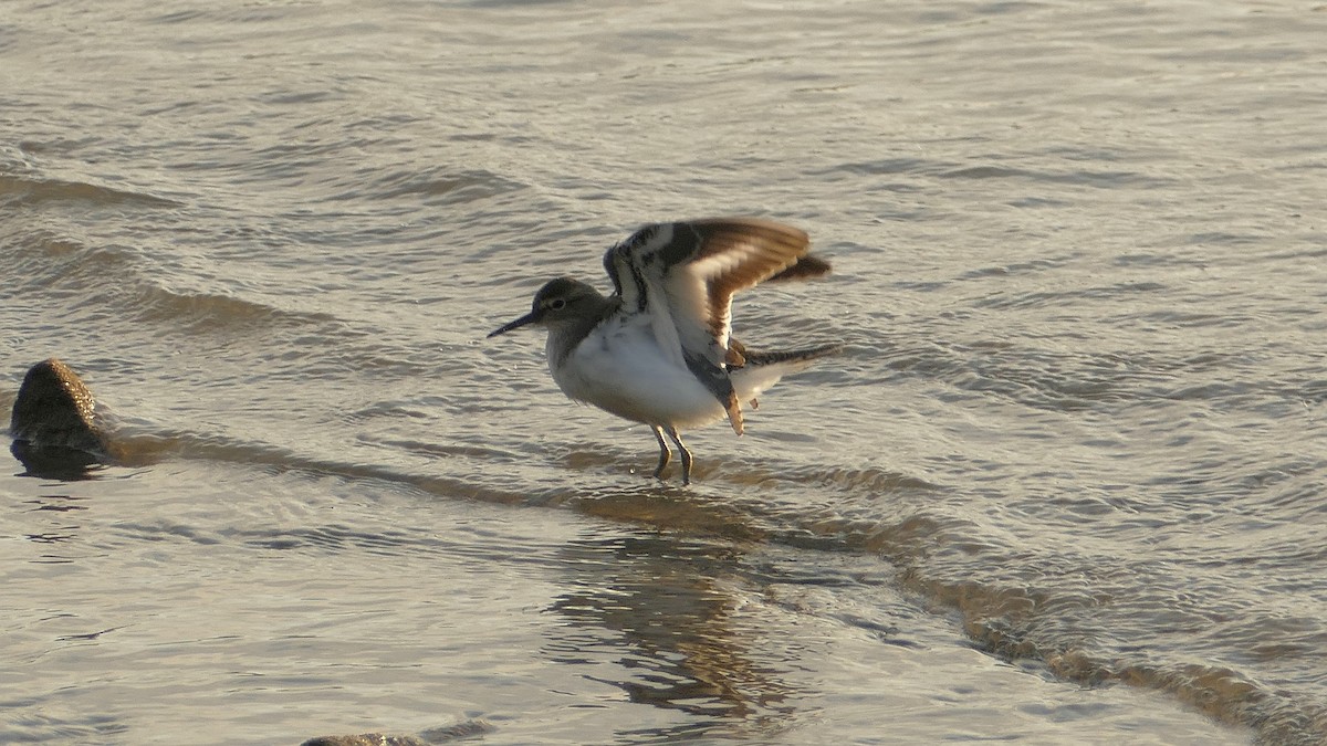 Common Sandpiper - ML644934795