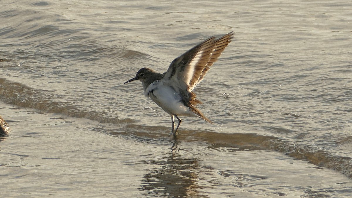 Common Sandpiper - ML644934796