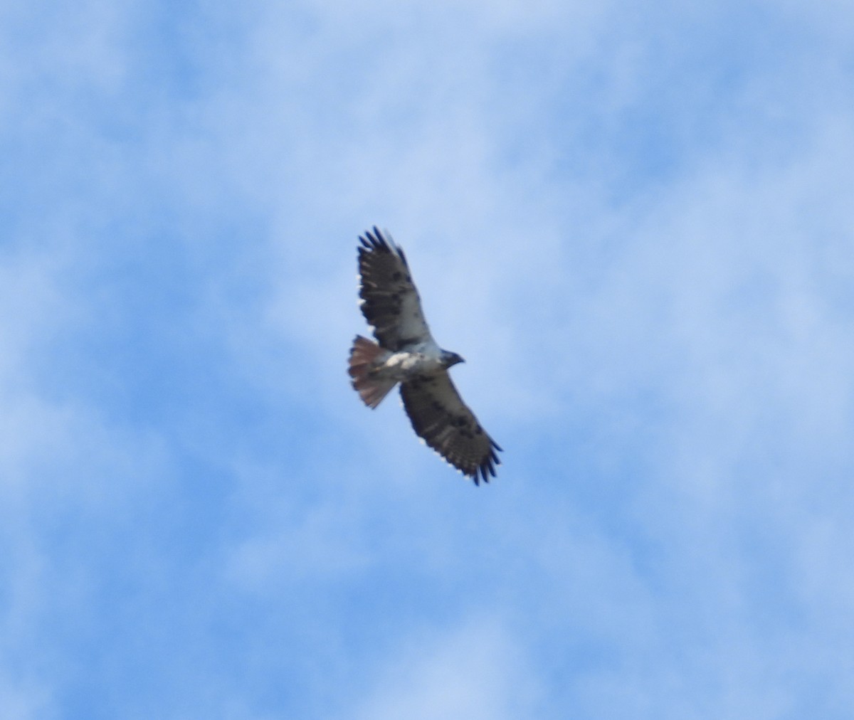 Red-tailed Hawk - ML644934805