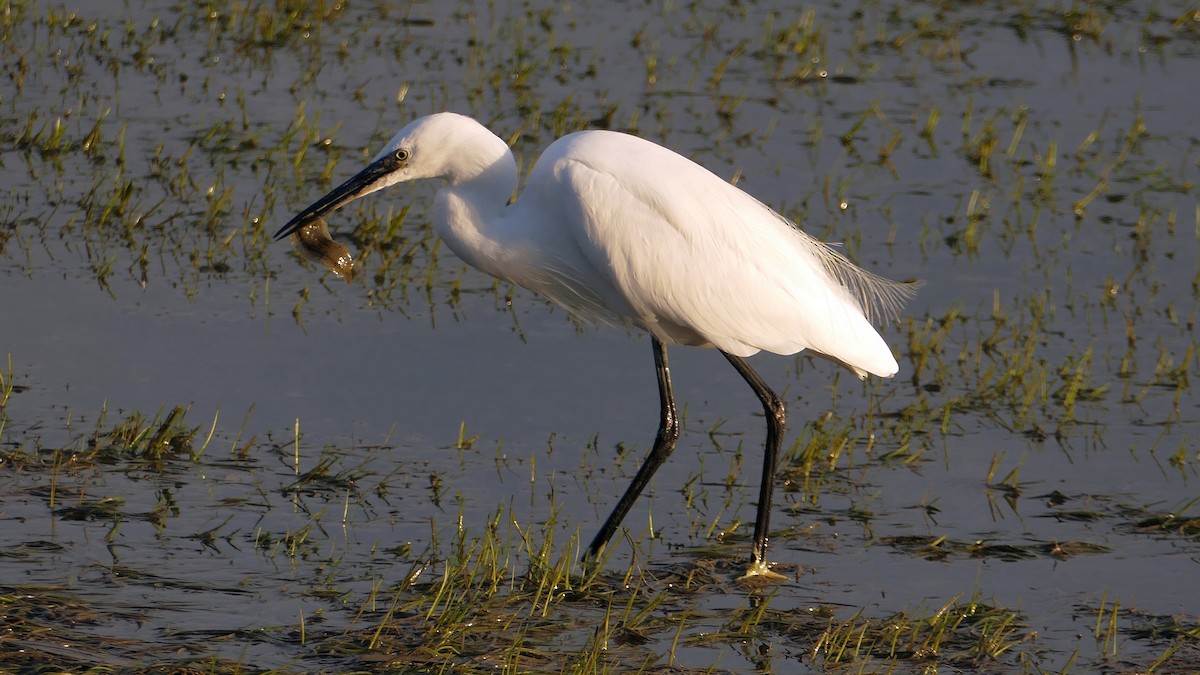 Little Egret - ML644934816