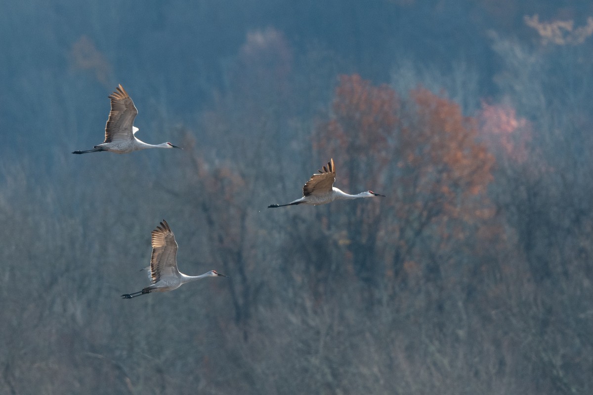 Sandhill Crane - ML644934821