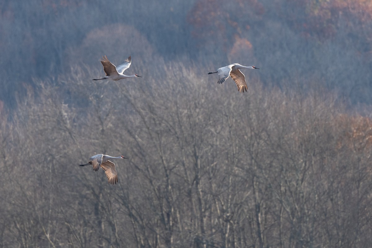 Sandhill Crane - ML644934832