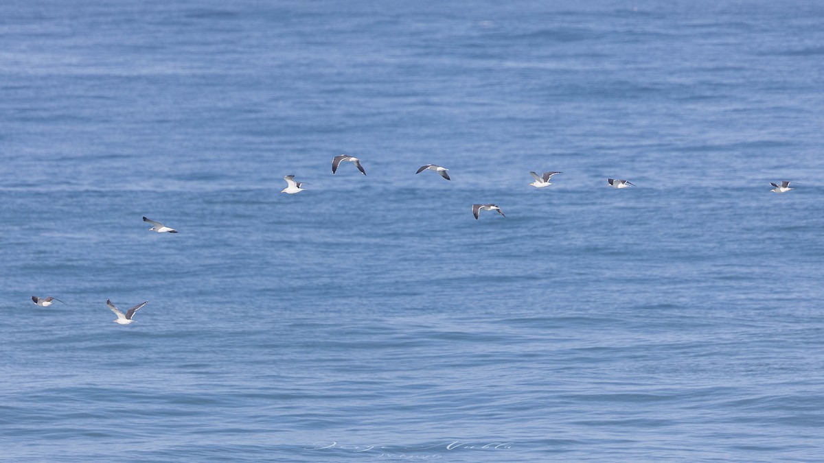 Бэсрэг цахлай - ML644934835