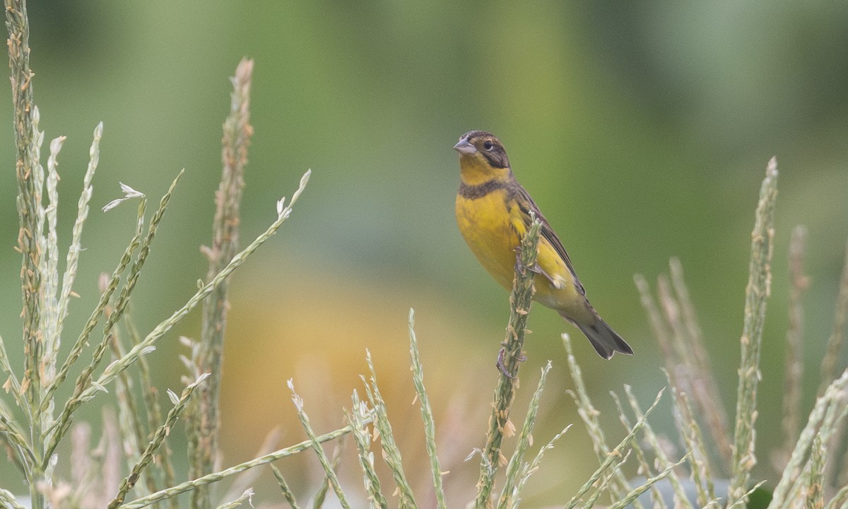 strnad obojkový - ML644934840