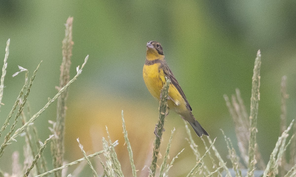 strnad obojkový - ML644934841