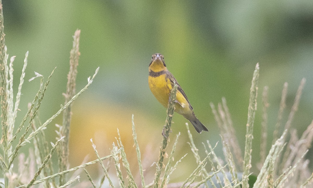 strnad obojkový - ML644934842