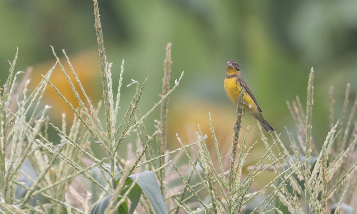 strnad obojkový - ML644934843