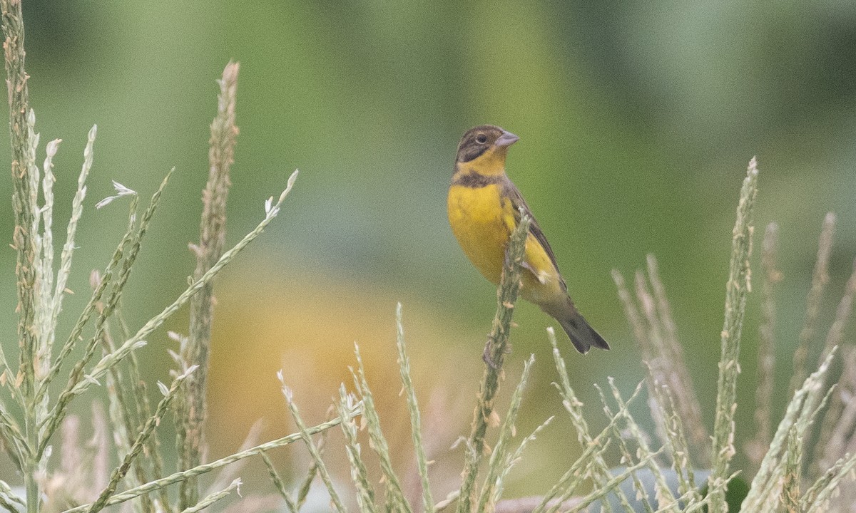 strnad obojkový - ML644934844