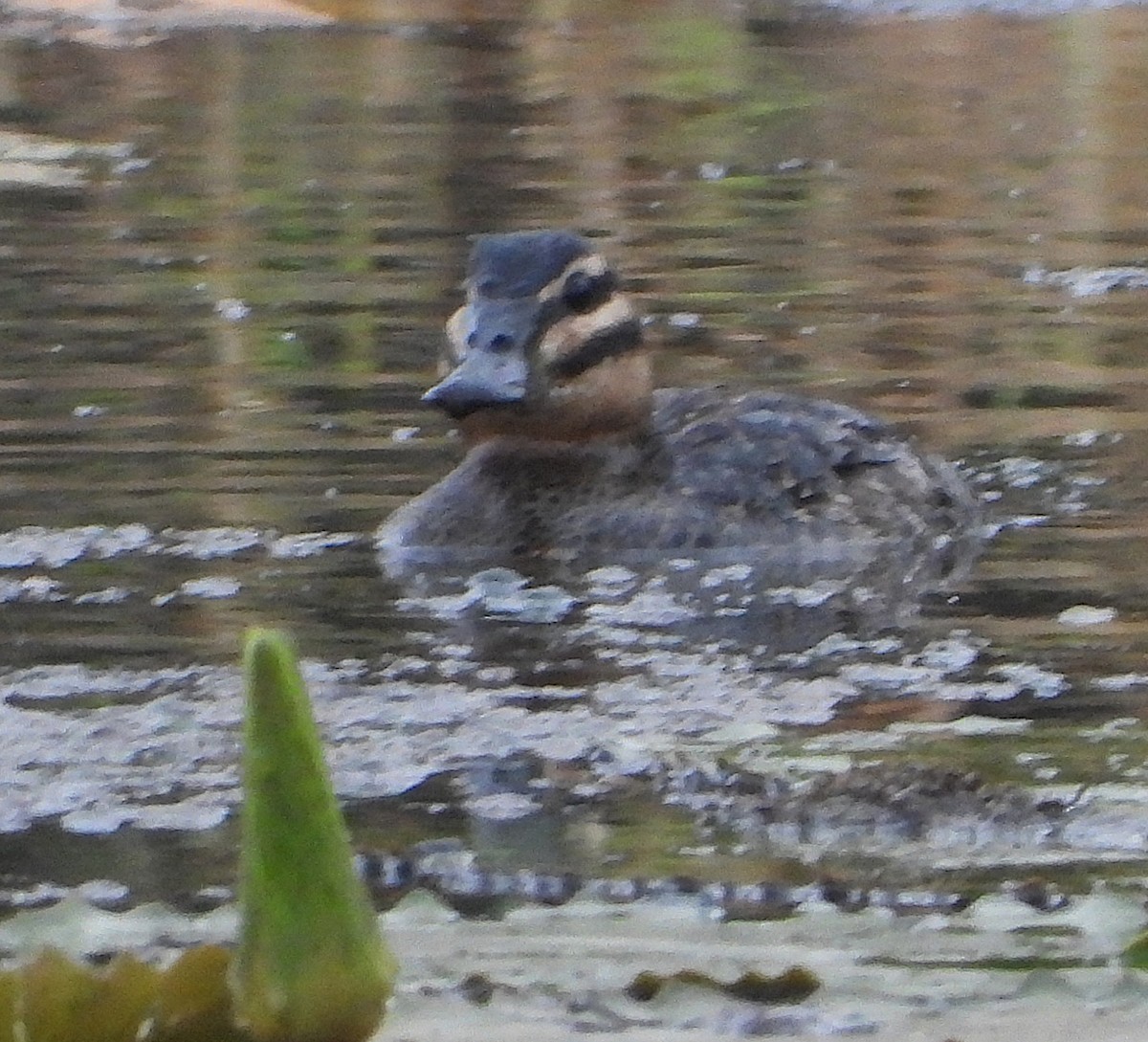 maskeand - ML644934856