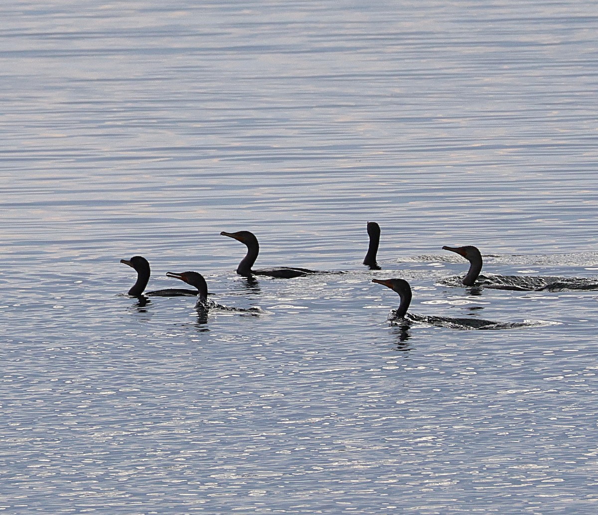 Double-crested Cormorant - ML644934867