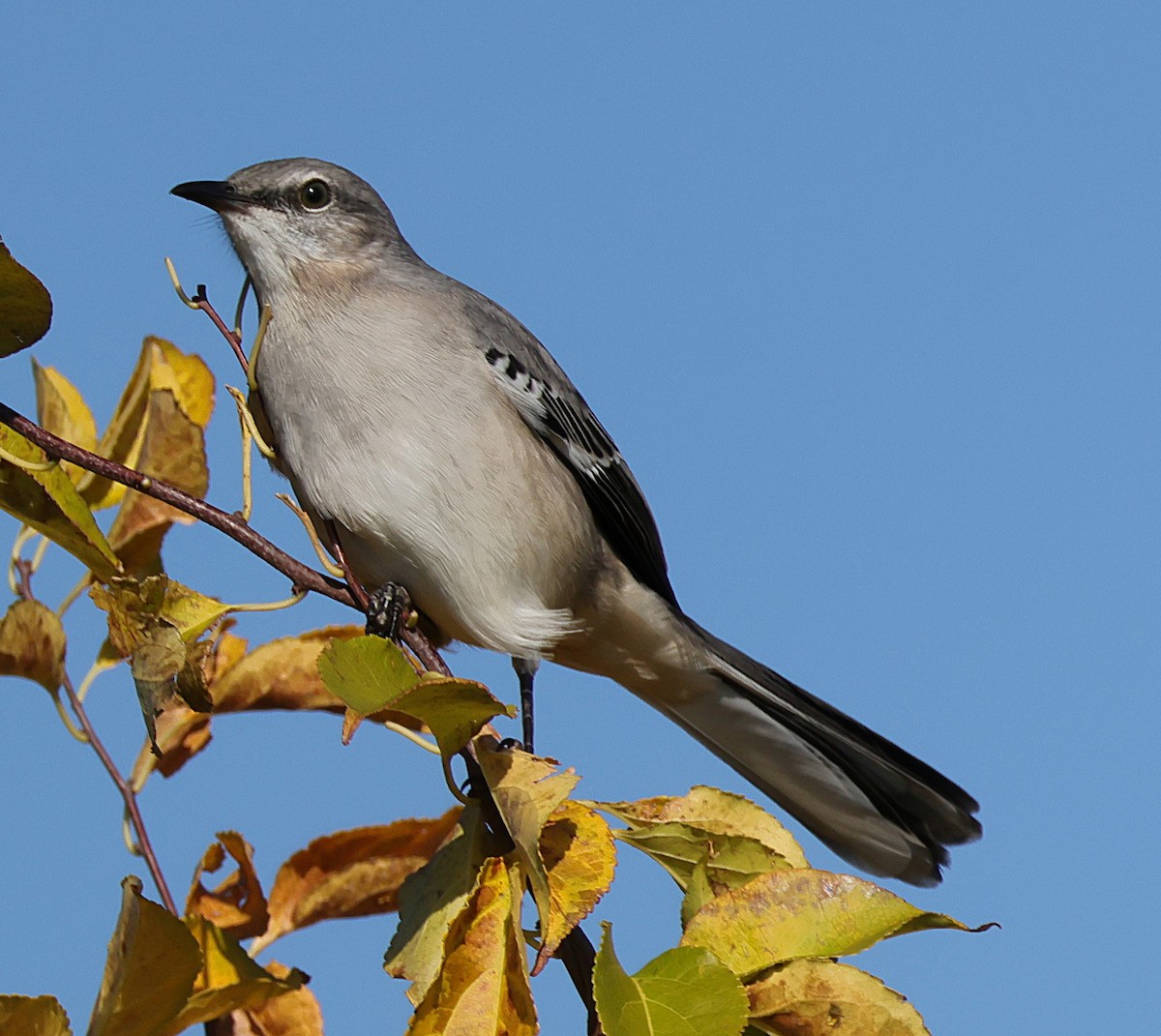 Northern Mockingbird - ML644934903