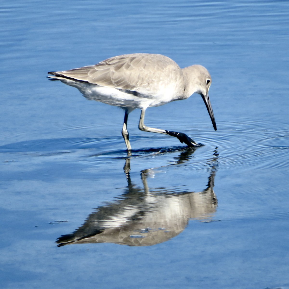 Schlammtreter - ML644934932