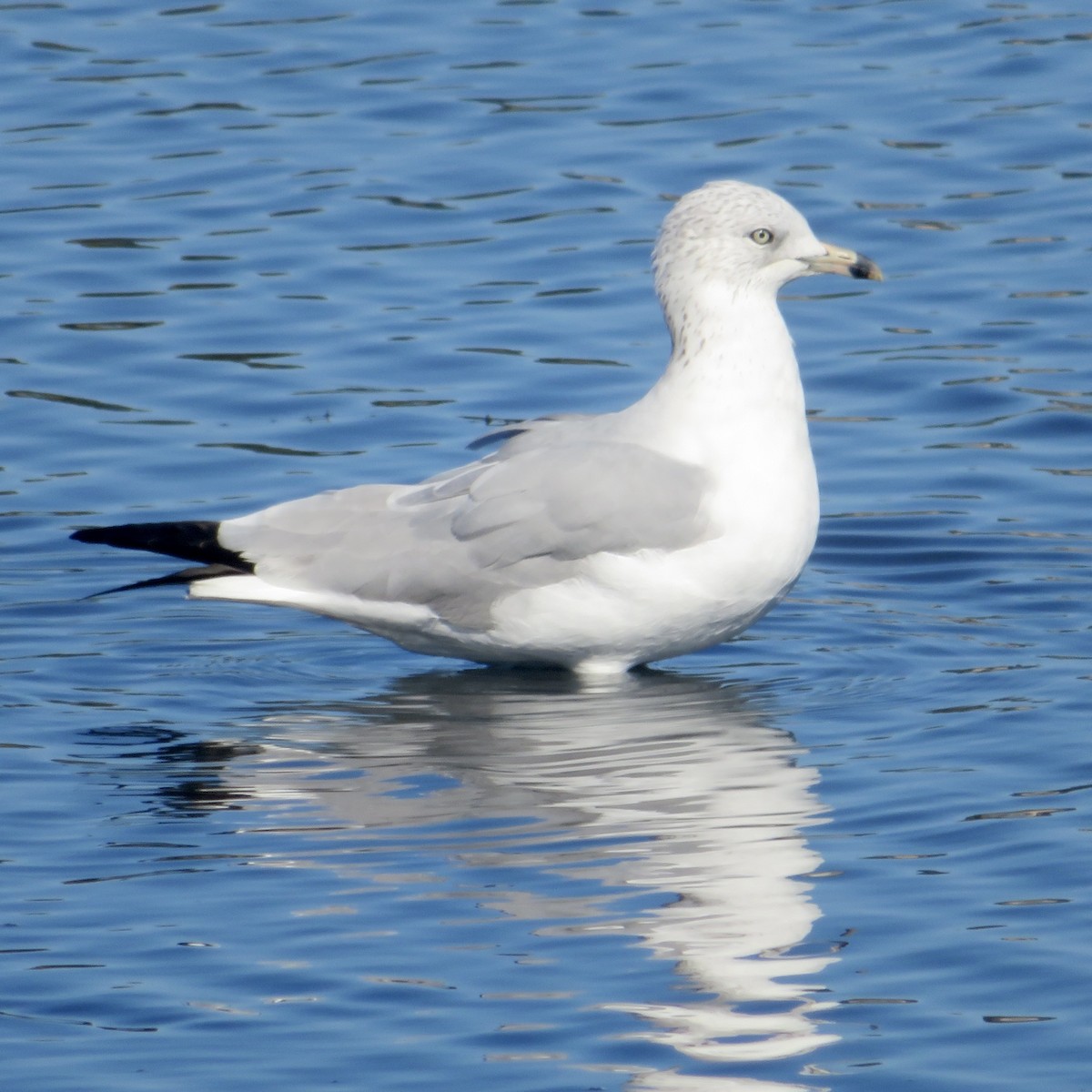 Ringschnabelmöwe - ML644934935