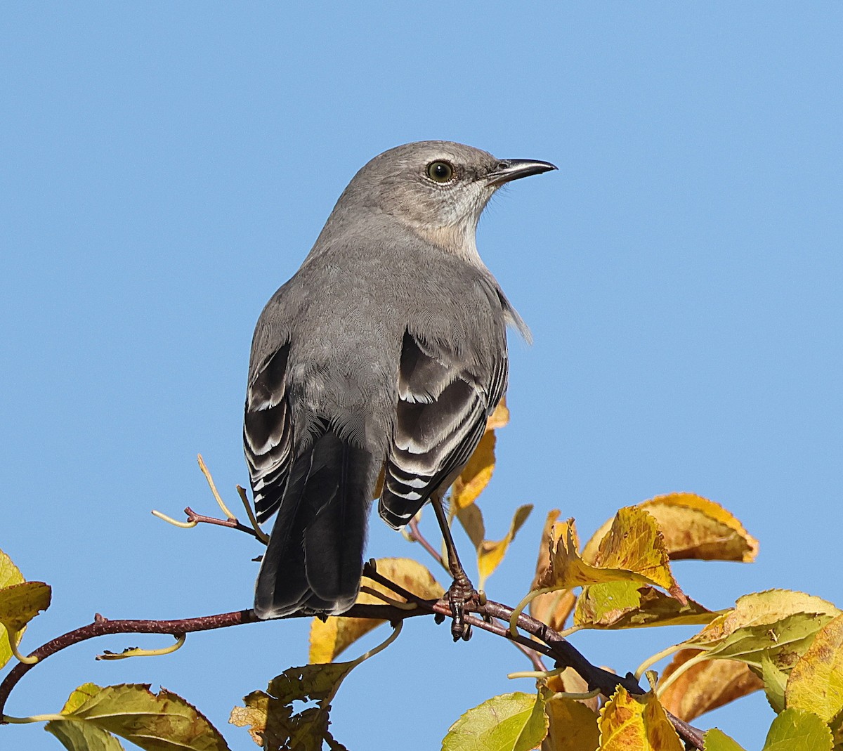 Northern Mockingbird - ML644934940
