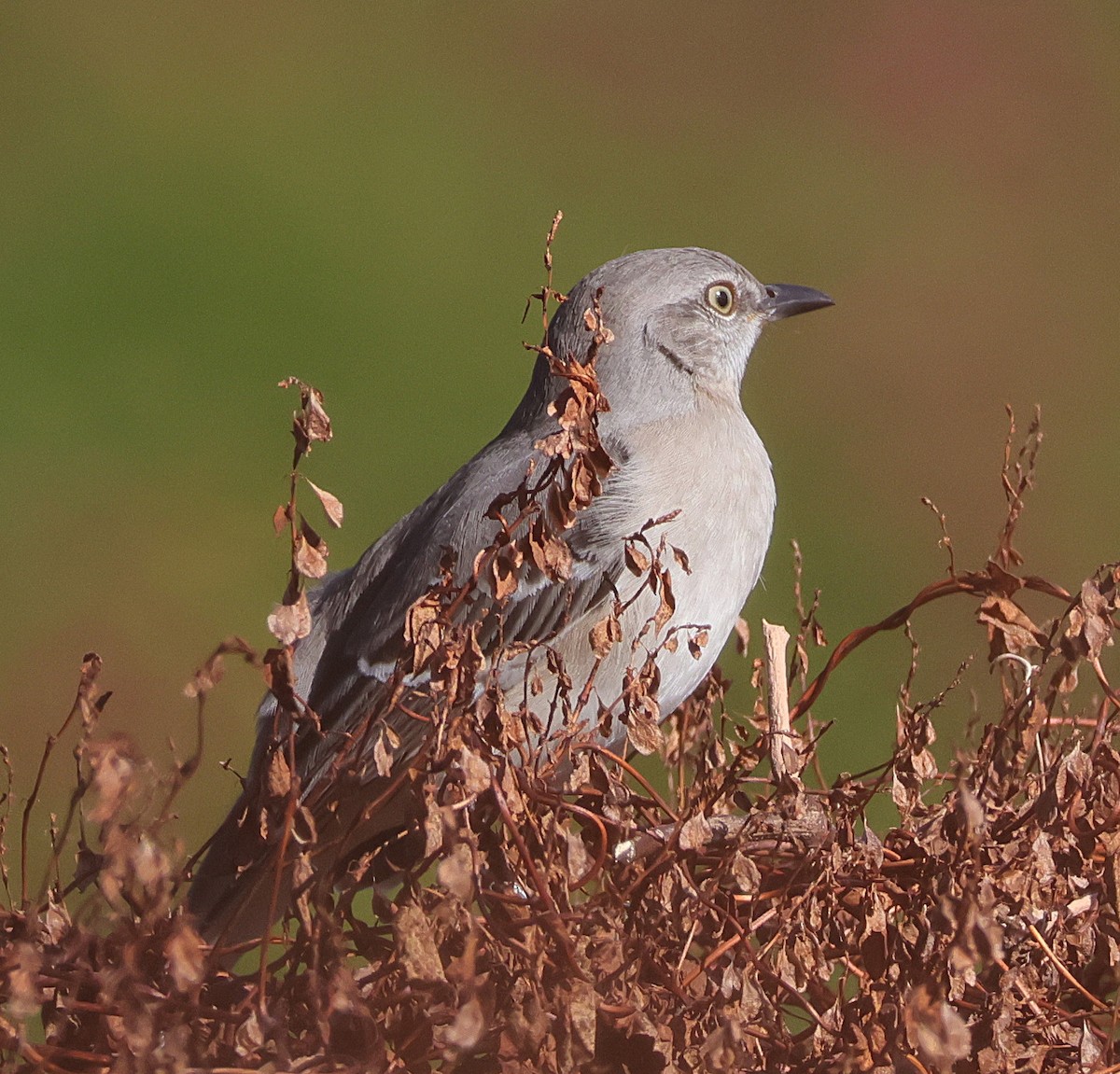 Northern Mockingbird - ML644934942