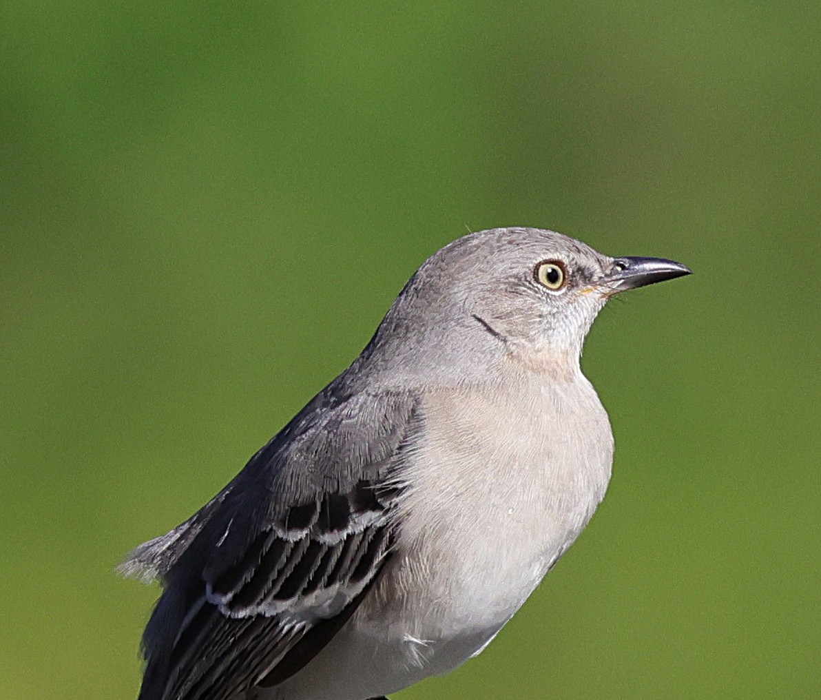 Northern Mockingbird - ML644934944