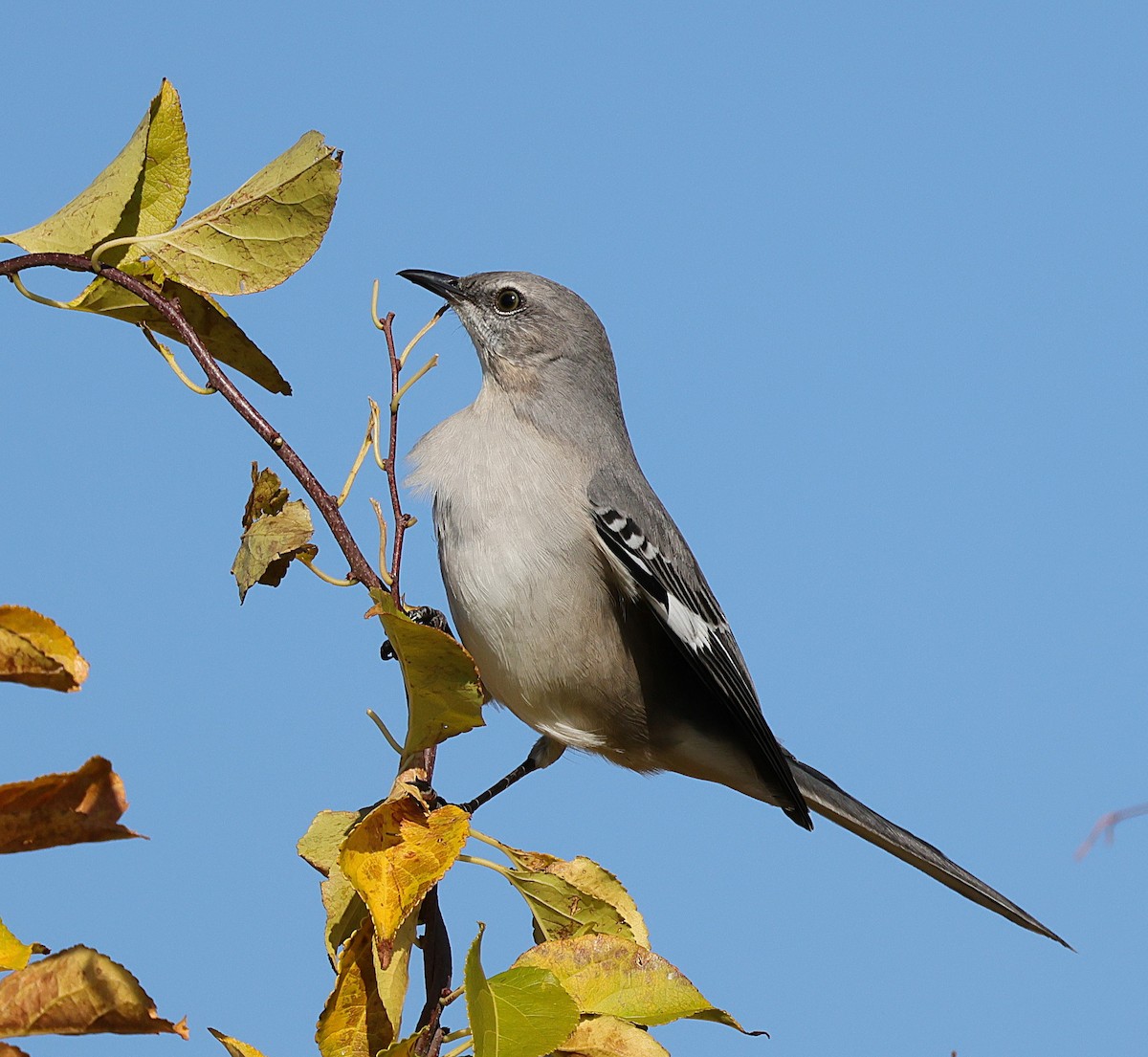 Northern Mockingbird - ML644934945