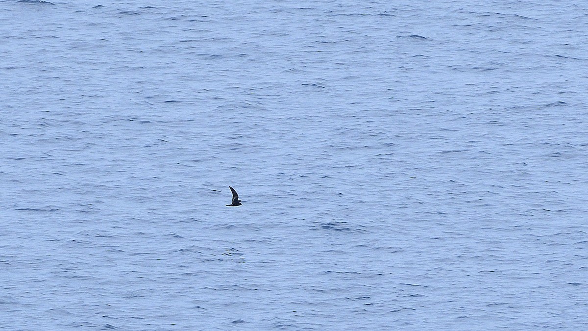 Paíño Negro - ML644934946